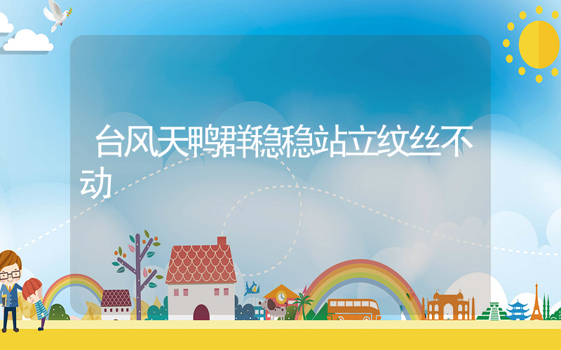 台风天鸭群稳稳站立纹丝不动