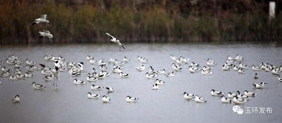 反嘴鹬湿地上空盘旋