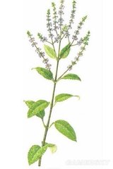 主角名字都是中草药