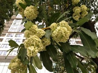 广州街头臭树开花