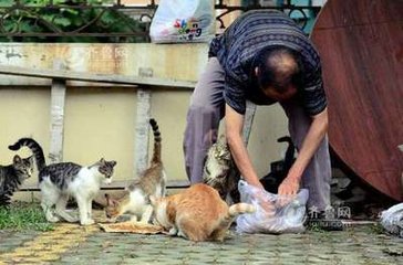 大爷喂流浪猫遭怒怼