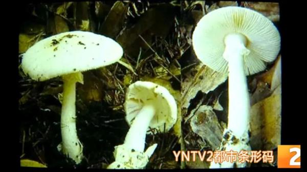 一家4口误食野生鹅膏菌中毒1人身亡