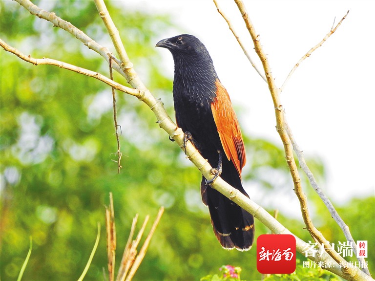 三亚出现椰子狸
