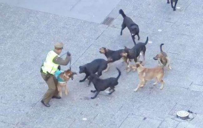 偷警犬算不算袭警