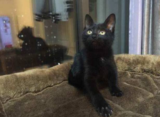 冒充胖猫案女主被罚
