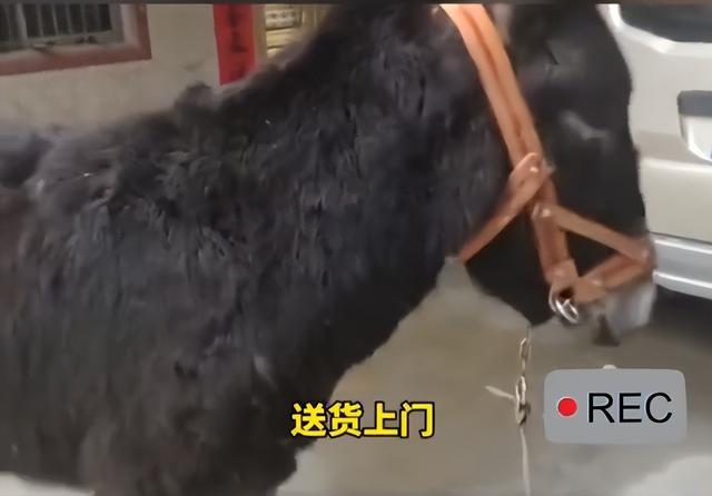 大哥回应直播间卖活驴：卖了上千头