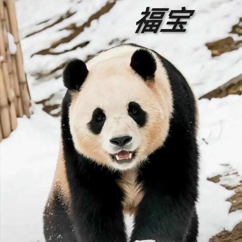 大熊猫“福宝”发抖状况异常