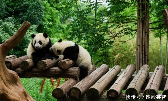 官方辟谣陕西人阻止七仔出国