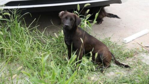 居民被自家狗咬伤患狂犬病死亡