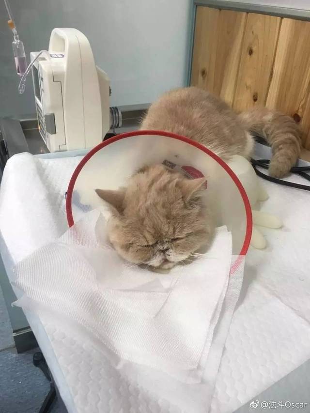 杭州两男子遗弃28只猫在宠物医院