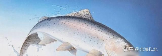 海鱼比淡水鱼更有营养？