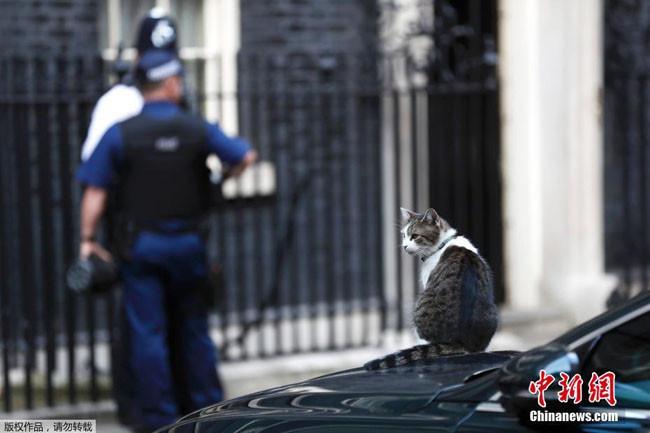 英国首席捕鼠官送走了5任首相
