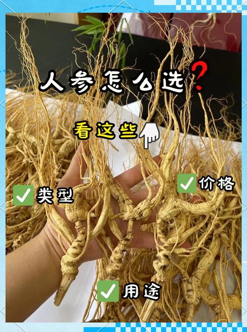 人参十大品牌排行榜：2026 年权威选购指南